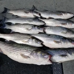 Let's go fishing on the Delta! Boat Charters, Fishing, Oakley, Bass fishing, Sportfishing, catch and release