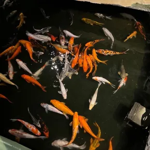 Fresh fish