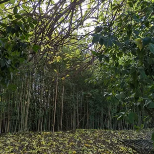 a forest of trees and leaves