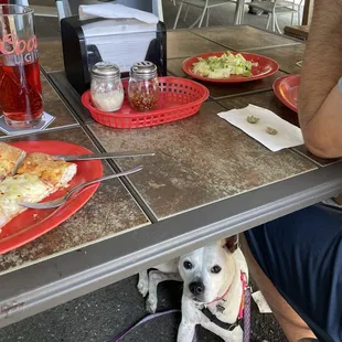 a dog sitting at a table