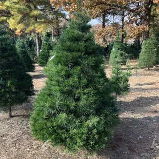 2019 tree