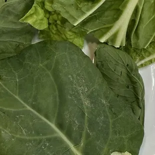 worm and dirt on the leafy vegetables