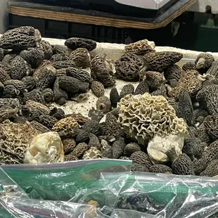 Morel mushrooms