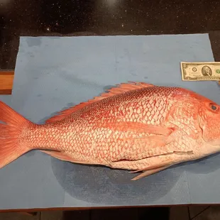 Red Snapper