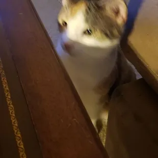 Lucy is eyeing my plate pretty hard, it smells so good