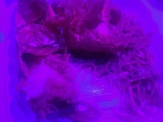 Southern Jazz Kitchen