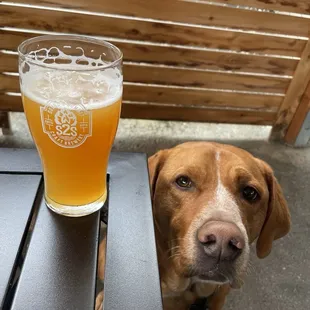 Above the Couds IPA and my favorite furry friend!