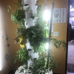 Fresh herbs grown in-house!