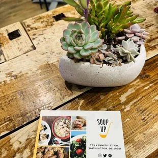 a small succulent plant in a bowl on a wooden table