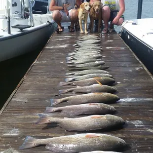 Another Great Catch from South Bay Marina Trips