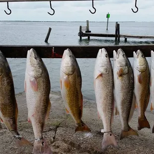 Nice  Redfish catch !!!!