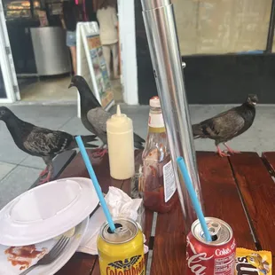 Pigeon party at our table