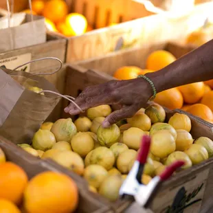 a person picking oranges
