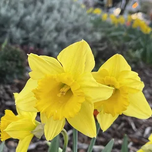 During a break from watching olives, I found some Dutch Master daffodils blooming in the roundabout.