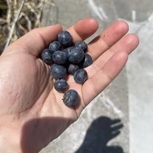 Blueberries by Triple Delight
