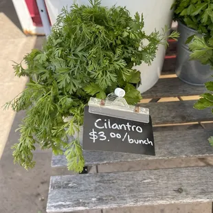 Locally sourced cilantro