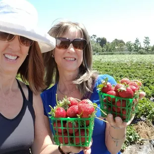 Picking strawberries &amp; other organics with the lovely Carly A.