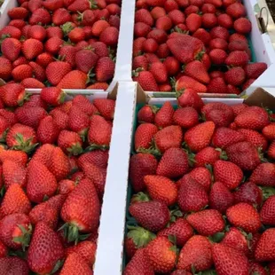 Strawberries picked and ready to eat!