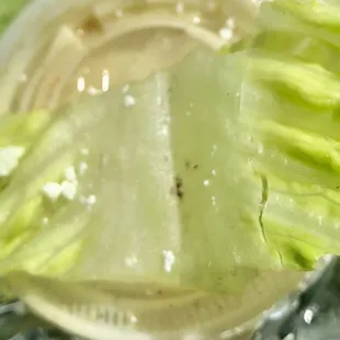 Dirty lettuce in salad. Picture does no justice.
