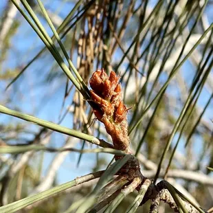 10.30.22 beginning of a pinecone