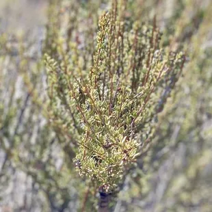 10.30.22 vegetation