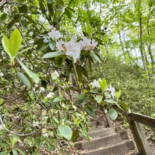 Spring blooms along the trail
