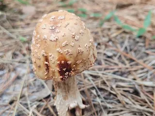 Great Bridge Battlefield & Waterways Park