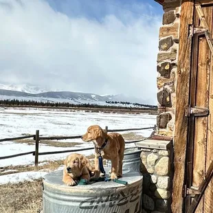 two dogs playing in a tub