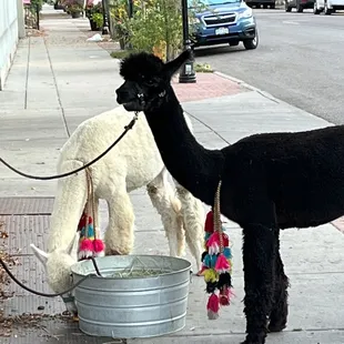 Just alpacas out for a walk!