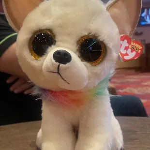 A practice chihuahua