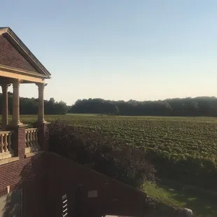 South River Vineyard, an ethereal vineyard with mystical views.