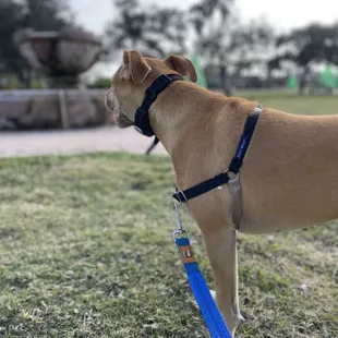 My dog named Beth with a water fountain behind her