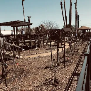 An area that was filled with large Plumerias, killed by freeze.