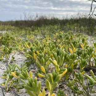 Marshland loop, sandy greenery