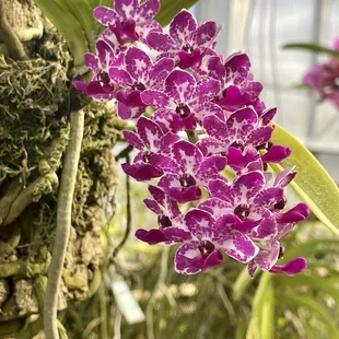 Orchid greenhouse