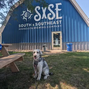 a dog sitting in front of a blue barn