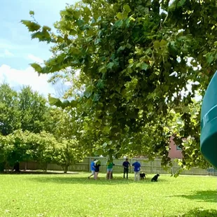 Wonderful field that they are having a dog training