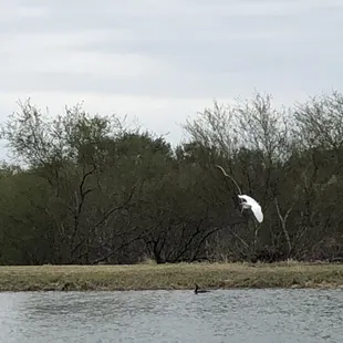 Wildlife at Southbound