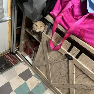 NOT adopted at Southern Arizona Cat Rescue because THEY WOULD NOT ALLOW ME TO ADOPT FROM THEM.  Nuttall climbing into a cubby while camping.