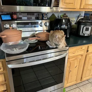 NOT adopted at Southern Arizona Cat Rescue because THEY WOULD NOT ALLOW ME TO ADOPT FROM THEM. Nuttall wants to learn how to cook