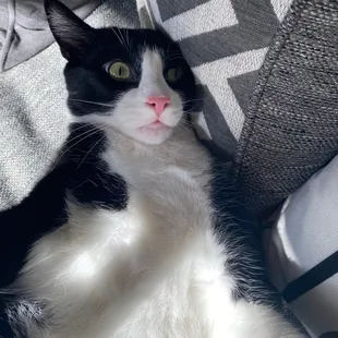 Lloyd chillin on the couch