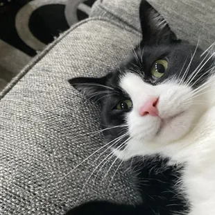 Lloyd laying on his belly looking for attention