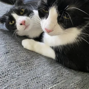 Lloyd and "monkey " our kitten.... Always into something