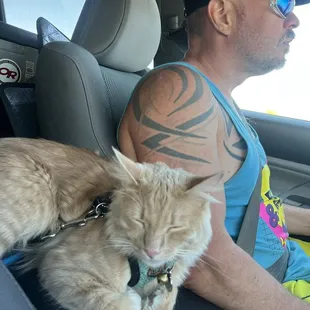 Southern Arizona Cat Rescue WOULD NOT ALLOW ME TO ADOPT FROM THEM. Nuttall going for a car ride. Does he look like a cat being abused?