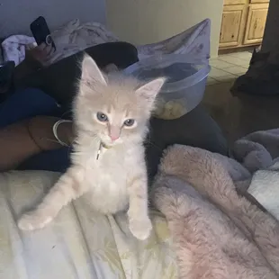 When we 1st got Nuttall after being denied by Southern Arizona Cat Rescue to adopt a cat.