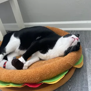 Lloyd playing in his burger bed