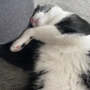 Lloyd woke me up at 4:30 to be fed then went back to bed....I'm up for good.