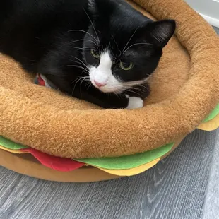 Lloyd in his burger bed where all toys go