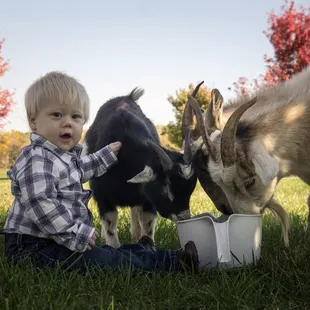 Our Farm Animals Are Accustomed To Being Hand Fed.