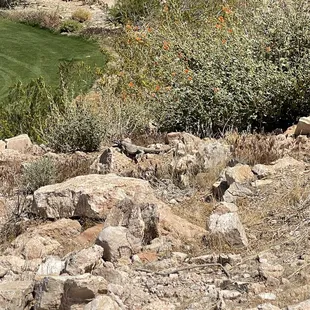 11th hole monster.  Look close at that chuckwalla...